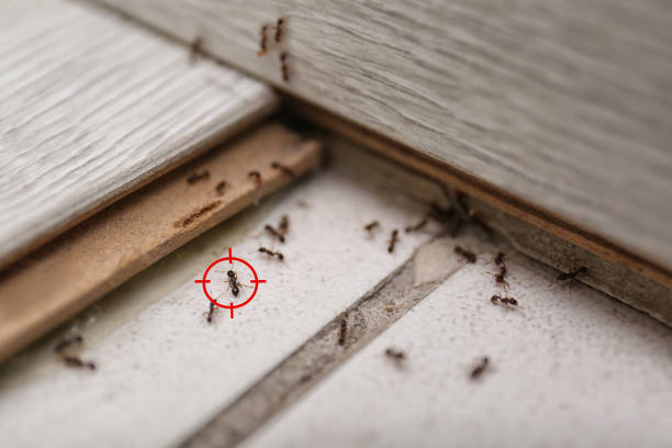 Best Cockroach Control Services  in Richnd, MO